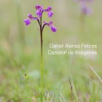 ESBELTA-TEMA-2-Orquideas-y-Blanquillas-JAPY