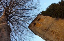 ARBOLES SINGULARES DEL SUR DE CANTABRIA