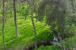 Río Mardancho