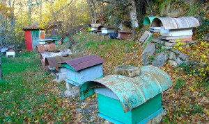 aldea apicultura pag 97 (2)