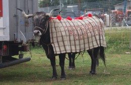 Requejo. Feria de Ganado. 3er domingo de Octubre.