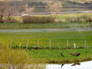 Cormoranes y cigueñas en la ribera del Izarilla.