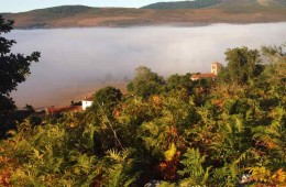 OLEA